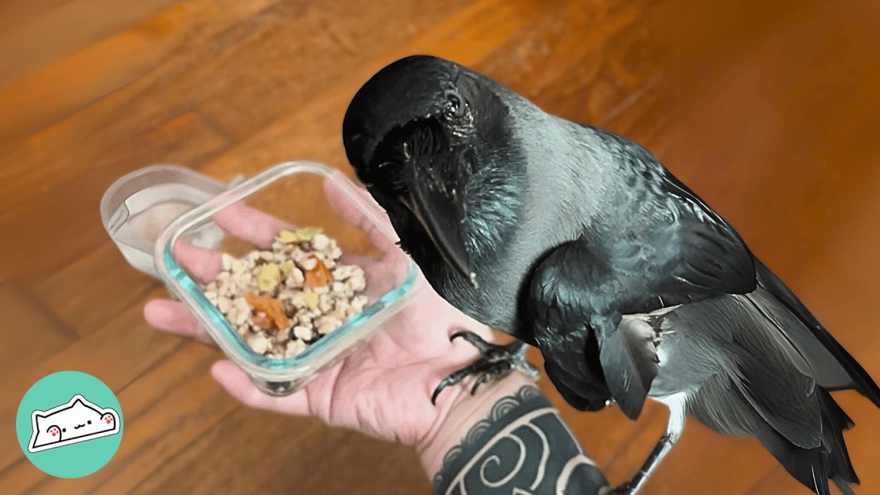 Wild Crow Will Do Everything To Get Mom’s Kisses | Cuddle Buddies - YouTube