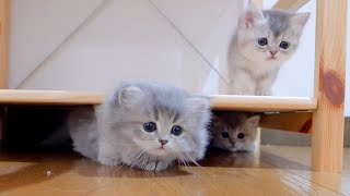 A cute kitten that can tell when its owner comes home just by the sound and greets them.