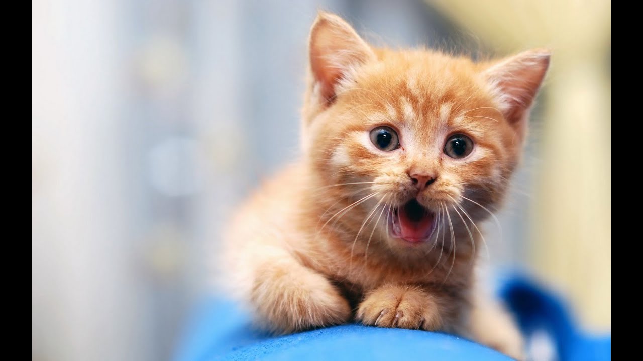 Funny Cats Compilation 2014 - HD - 1080p ✔