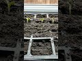 SPRING Seedlings