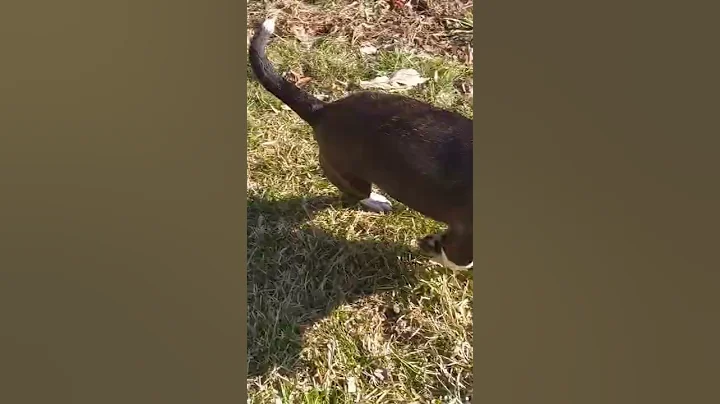 Watch the video about Tiktok Cute and Funny -Playful dog running and mashing ground short videos.