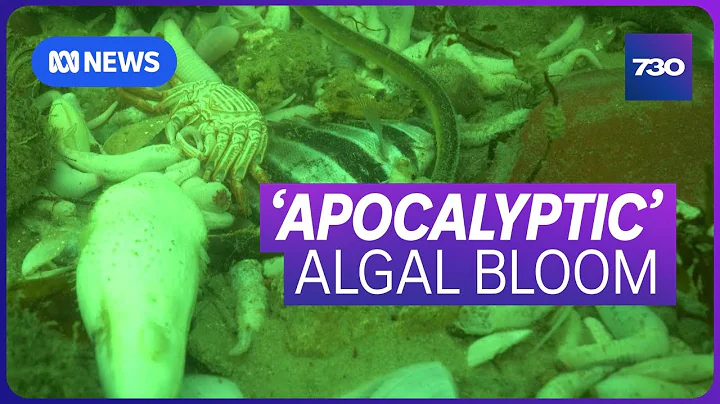 Concerns about impact of algal bloom on South Australian businesses | 7.30