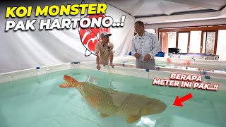 Download Lagu GILAAA..!! TERNYATA KOI MONSTER PAK HARTONO ADA DISINI..!! MP3 Download Lagu GILAAA..!! TERNYATA KOI MONSTER PAK HARTONO ADA DISINI..!! MP3