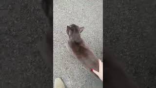 Cat couldn't let her owner go to work