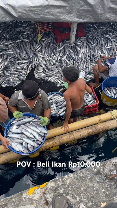 Beli Ikan Rp.10.000,- Langsung Dari Pajeko