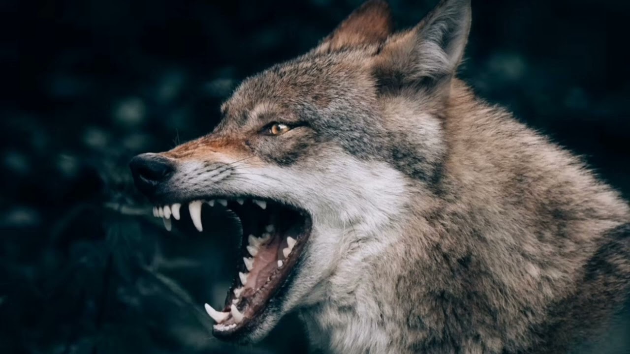 Wolf sound effect - YouTube