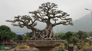 thăm vườn bonsai lưu trường sơn những tác phẩm đẳng cấp