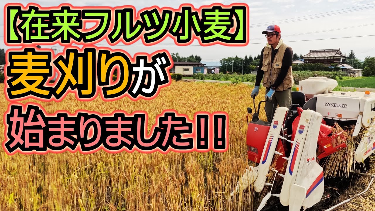 在来フルツ小麦】麦刈りを始めました！ ヤンマーコンバイン Ee-3 - YouTube