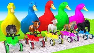 5 Giant Duck Cartoon, Paint & Animals Gorilla,Tiger,Lion,Cow,Sheep Wild Animals Crossing Fountaint by H2H Animals 3D 11,210 views 13 days ago 1 hour, 43 minutes