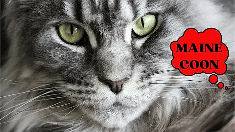 Video 4084071: maine coon cats love, love big cat