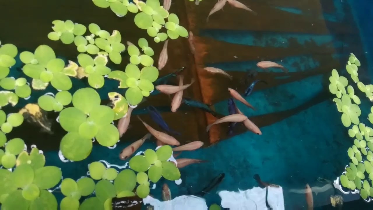 Kolam kolam penuh burayak cupang 
