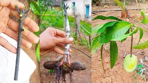 Stone grafting with 4 Rootstock/multiple root grafting #stonegrafting