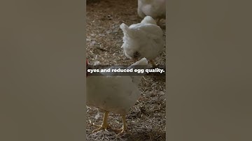 Top 5 Diseases Affecting Layers & How to Boost Egg Production!