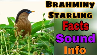 Brahminy Starling ( Myna ) Call And All Facts | Sturnia Pagodarum Information