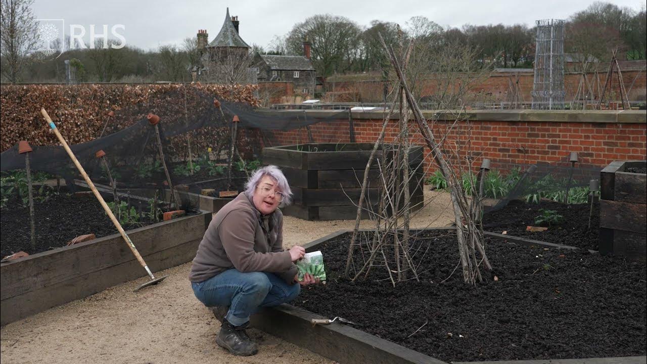 How to sow and grow peas at home Grow Your Own The RHS YouTube