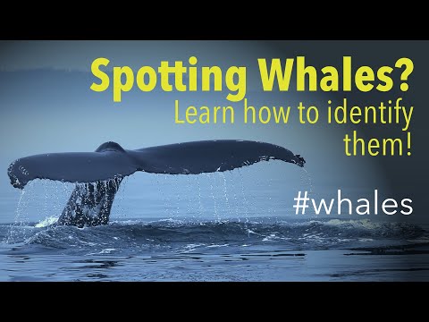 Identifying Whales in Saguenay St. Lawrence Marine Park