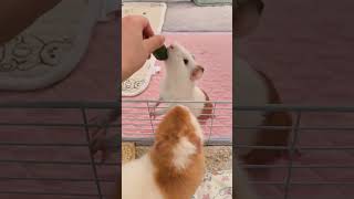 Trại bọ ú Bông #guineapig #bọú #chuộtlang #thỏ #thỏhàlanlun #ND #hamster #chuộthamster #hamsertangto