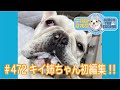No.472 キイ姉ちゃん初編集!!【 二代目フレンチブルドッグのミルコ French bulldog , MIRCO THE SECOND 】