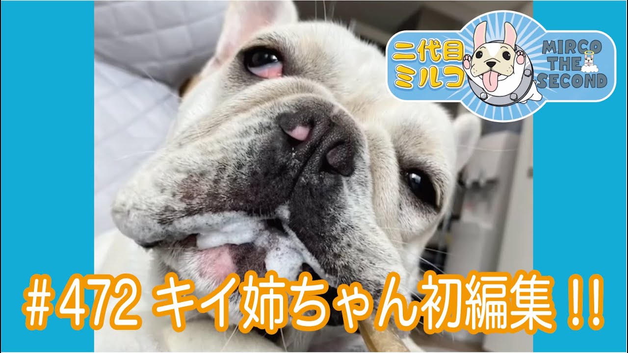 No.472 キイ姉ちゃん初編集!!【 二代目フレンチブルドッグのミルコ French bulldog , MIRCO THE SECOND 】
