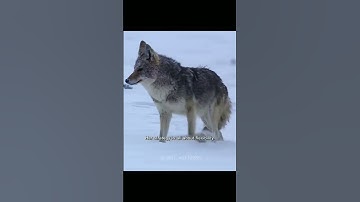 A jackal can only yield in the face of a strong enemy#wildlife #animals #video #nature #shorts