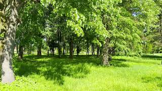 4K HDR Wonderful spring color of forest in the city park. Bird singing.