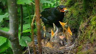Daddy Blackbird Swallowing His Chicks' Droppings