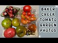 Baker creek tomato garden photos gardenphotography garden tomato