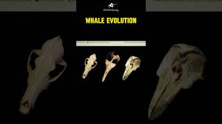Evolution of the Whale&#39;s blowhole