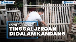 7 Ekor Kambing Hilang Misterius di Serpong, Hanya Tersisa Jeroan di Dalam Kandang