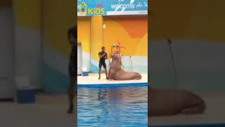 كلب البحر وحركات لن تصدقها 3 |  Funny Smart Cute Sea Lion Show