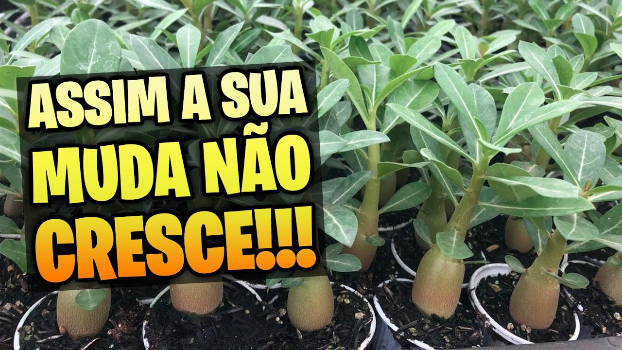 ✅[IMPERDÍVEL] 6 ERROS que impedem a MUDA de Rosa do Deserto DE CRESCER