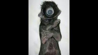 Original Lilliput Df  Dk  Lp  full test video pura dekhe. 11 screenshot 5