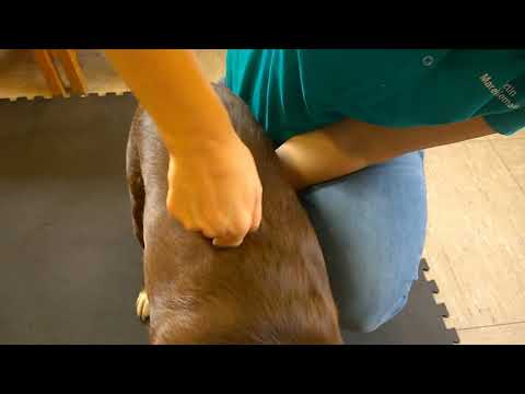 Video: Wie Behandelt Man Eingeklemmte Wirbel Bei Einem Hund?