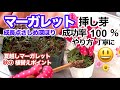 【マーガレット挿し芽100％発根やり方】超簡単挿し芽も・夏越しマーガレット植替え