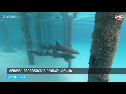 ვიდეო: დაივინგი ზვიგენებთან ერთად ლას-ვეგასში, ზვიგენის რიფის აკვარიუმში