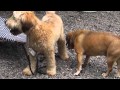 Dog Obedience Group, Wallkill, NY 845-430-1764 Dog Obedience Group, Wallkill, NY 845-430-1764