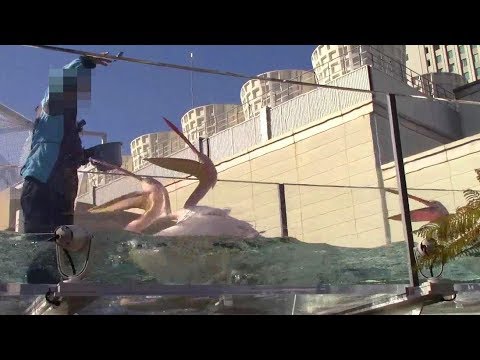 モモイロペリカン けものフレンズ サンシャイン水族館「ペリカンフィーディングタイム（給餌）」Pelican Feeding Time