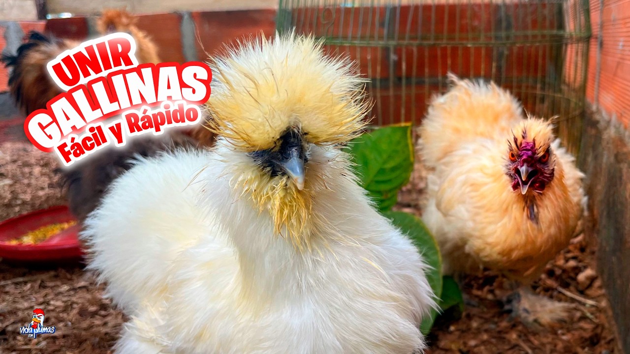 Cómo unir Gallinas NUEVAS con las demás SIN que se M4T3N 🐔⚠️