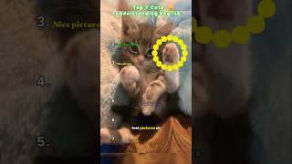 Top 7 cats understanding English #cats #funny
