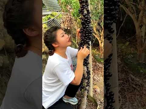 Videó: Melyik a legkülönlegesebb fa?