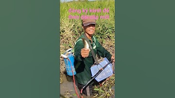 xiệt cá lóc trong đám lục bình quá hay