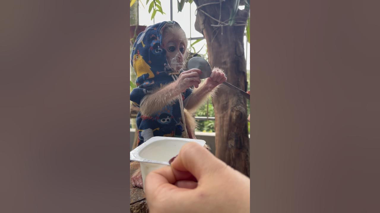 mother-helps-baby-eat-yogurt-monkeys-animals-monkeyanimals