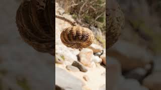 kiya aapko ese tree ke bare me pata tha?#facts#viral#livehindifacts#factskidunia#video#ytshorts