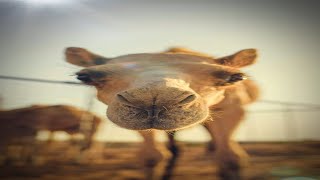 There was no camels in ancient Egypt #ancienthistory #history #shorts