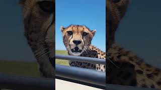 The Serengeti 4K - Scenic Wildlife Film With African Music #serengeti #4k #wildlife #music