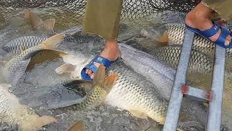 Cách nuôi Cá Chép giòn