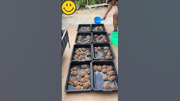 แช่น้ำอุ่นลูกเต่าซูคาต้า #ซูคาต้ารังสิต