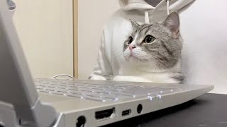 編集中に猫がかまちょになったので一緒に手伝ってもらいます…
