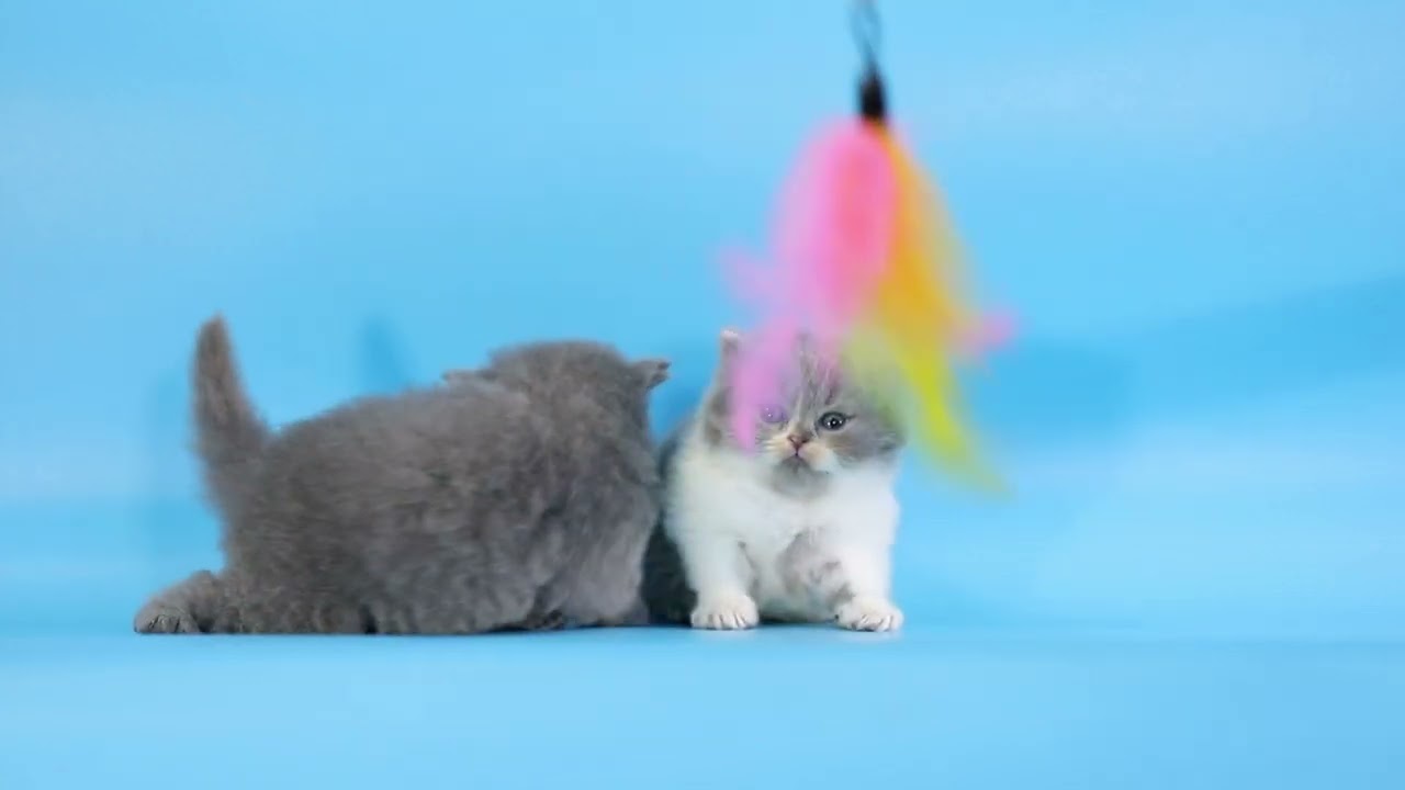 New Born British Shorthair Boys 1 month