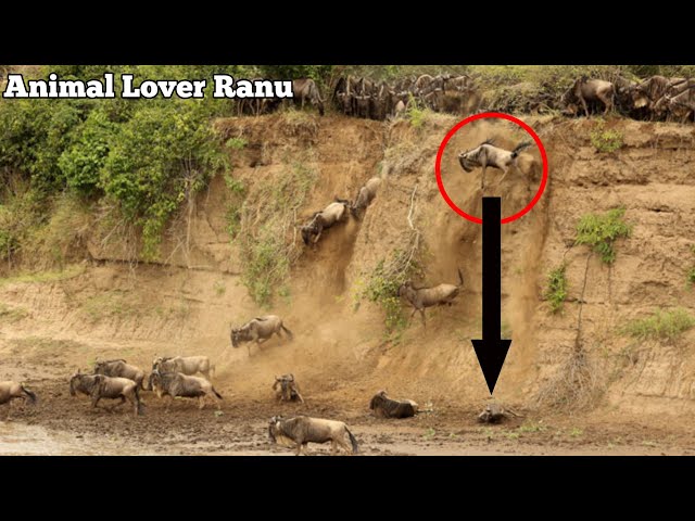 Wildebeest Migration Masai Mara River Kenya @AnimalLoverRanu class=